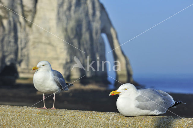 Zilvermeeuw (Larus argentatus)