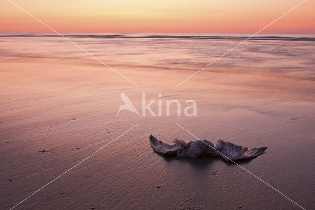 Herring Gull (Larus argentatus)