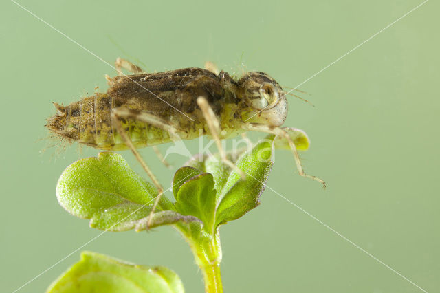 Zuidelijke heidelibel (Sympetrum meridionale)