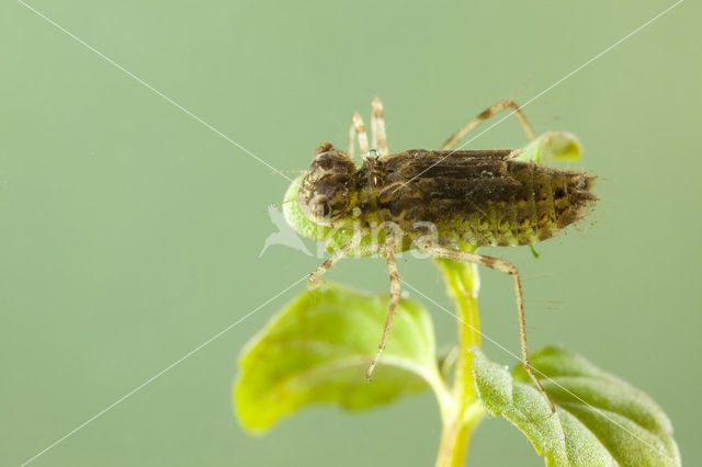 Zuidelijke heidelibel (Sympetrum meridionale)