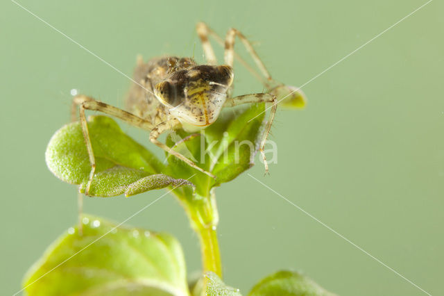 Zuidelijke heidelibel (Sympetrum meridionale)