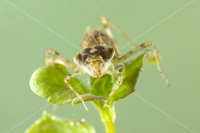 Southern Darter (Sympetrum meridionale)