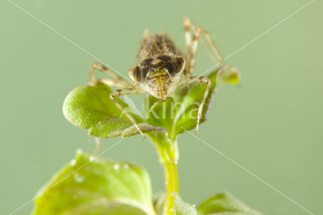 Zuidelijke heidelibel (Sympetrum meridionale)