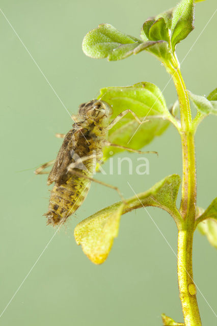 Southern Darter (Sympetrum meridionale)