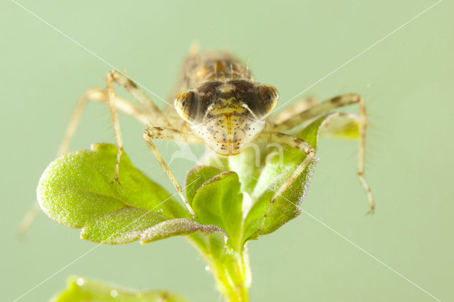 Zuidelijke heidelibel (Sympetrum meridionale)