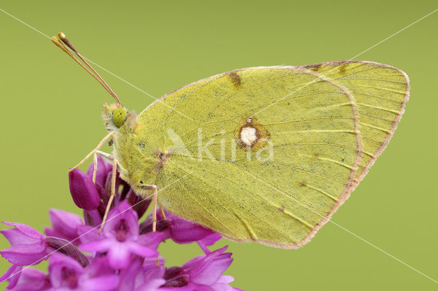 Berger’s Clouded Yellow (Colias alfacariensis)