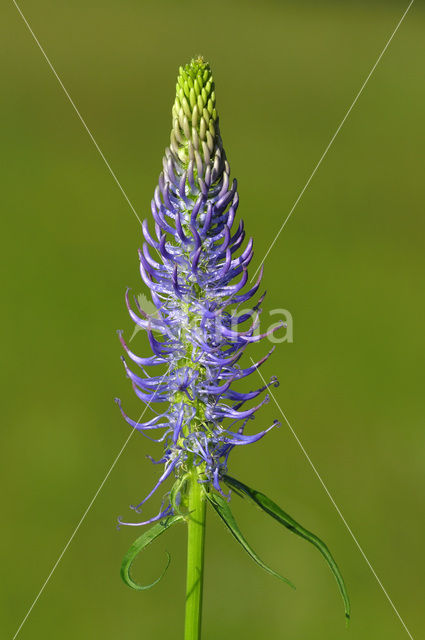 Zwartblauwe rapunzel (Phyteuma spicatum ssp.nigrum)