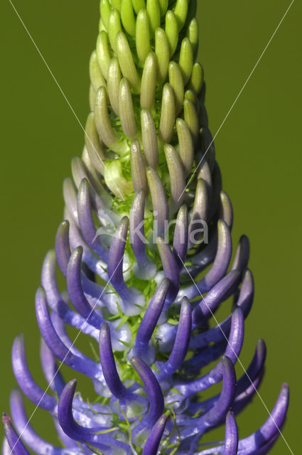 Zwartblauwe rapunzel (Phyteuma spicatum ssp.nigrum)