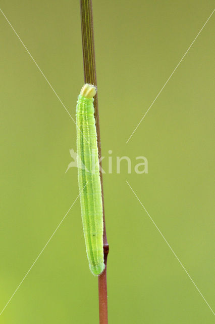 european skipper (Thymelicus lineola)