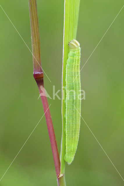 european skipper (Thymelicus lineola)