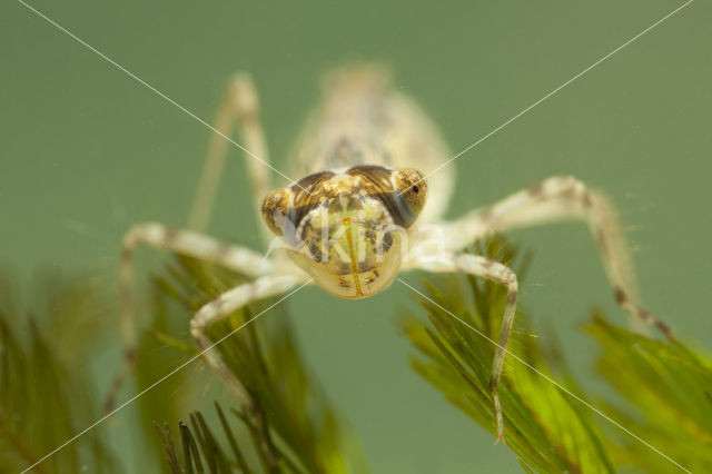 Zwervende heidelibel (Sympetrum fonscolombii)