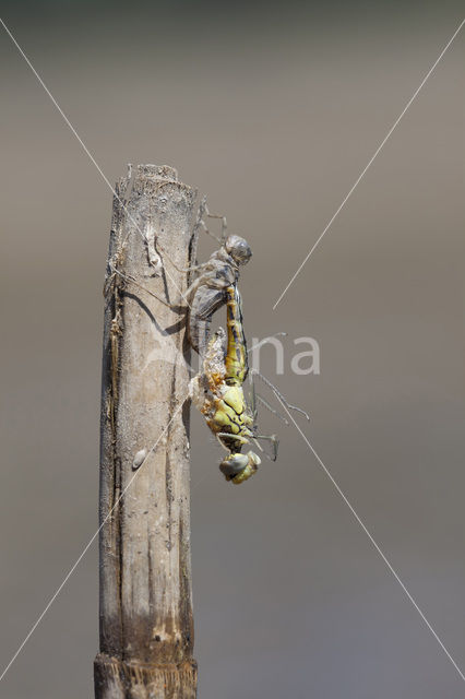 Red-veined Darter (Sympetrum fonscolombii)