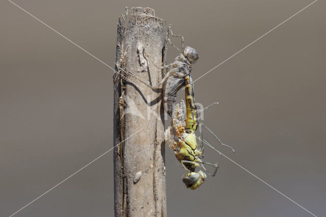 Zwervende heidelibel (Sympetrum fonscolombii)