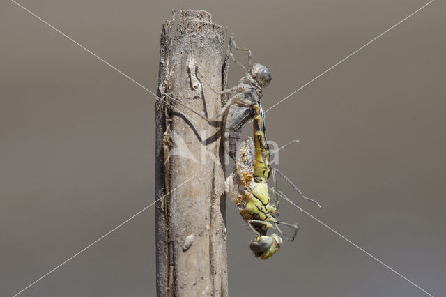 Red-veined Darter (Sympetrum fonscolombii)