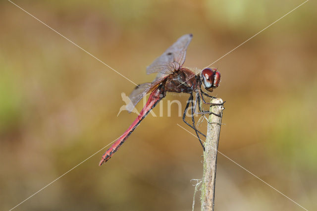 Zwervende heidelibel (Sympetrum fonscolombii)