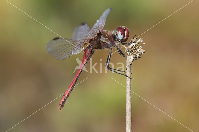 Zwervende heidelibel (Sympetrum fonscolombii)