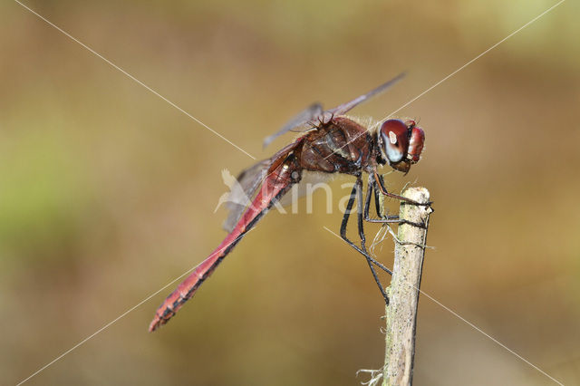 Zwervende heidelibel (Sympetrum fonscolombii)