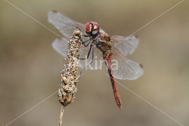 Zwervende heidelibel (Sympetrum fonscolombii)