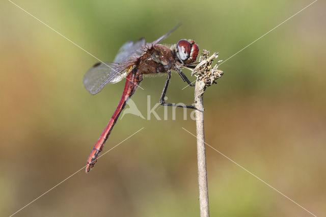 Zwervende heidelibel (Sympetrum fonscolombii)