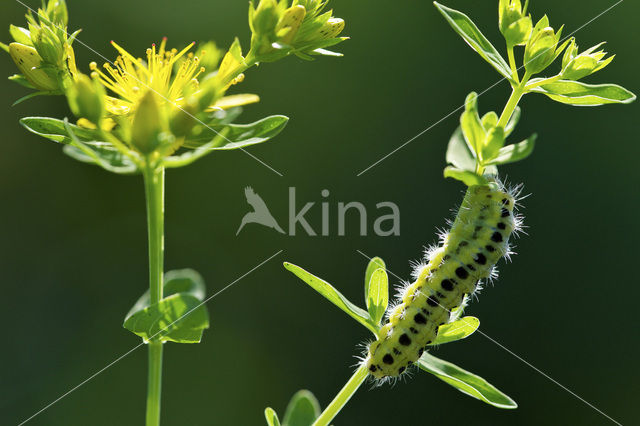 Zygaena ephialtes