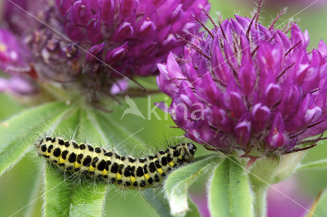 Zygaena lonicerae