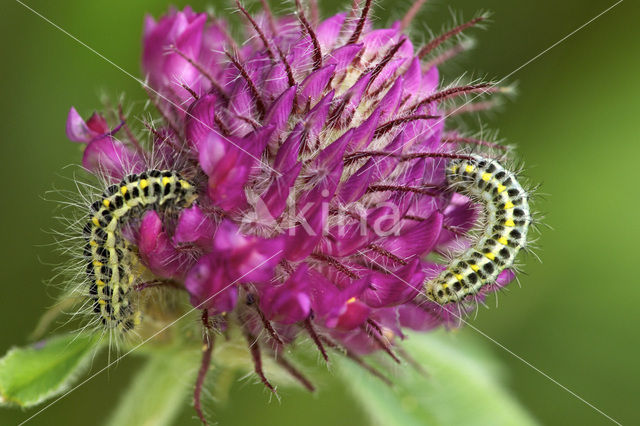 Zygaena lonicerae