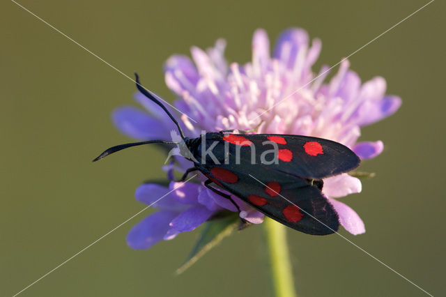 Zygaena lonicerae