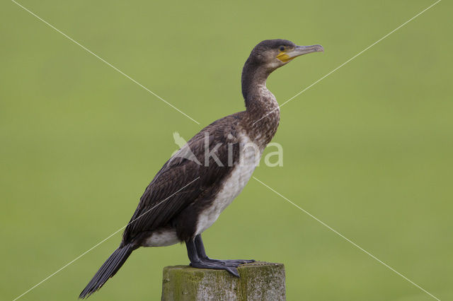 Cormorant (Nannopterum harrisi)