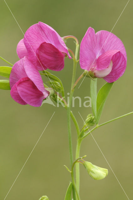 Aardaker (Lathyrus tuberosus)