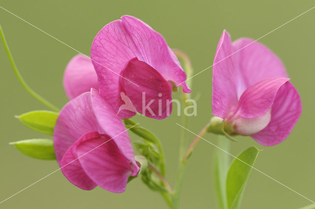 Aardaker (Lathyrus tuberosus)