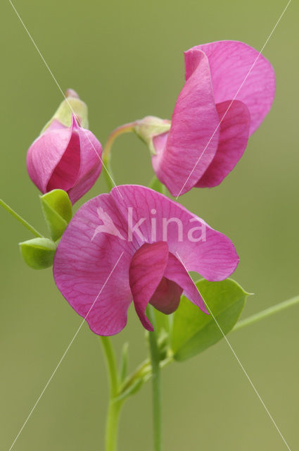 Aardaker (Lathyrus tuberosus)