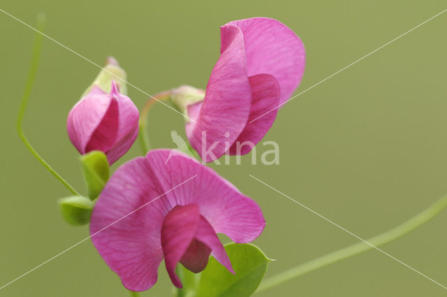 Tuberous Pea (Lathyrus tuberosus)