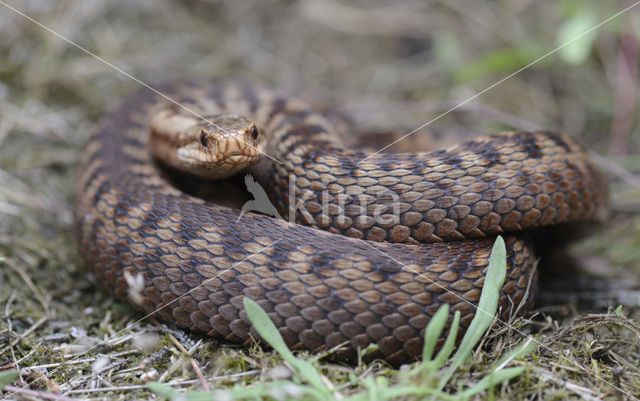 Adder (Vipera berus)