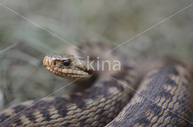 Adder (Vipera berus)