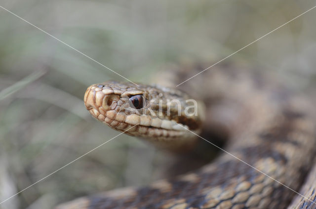 Common Viper (Vipera berus)