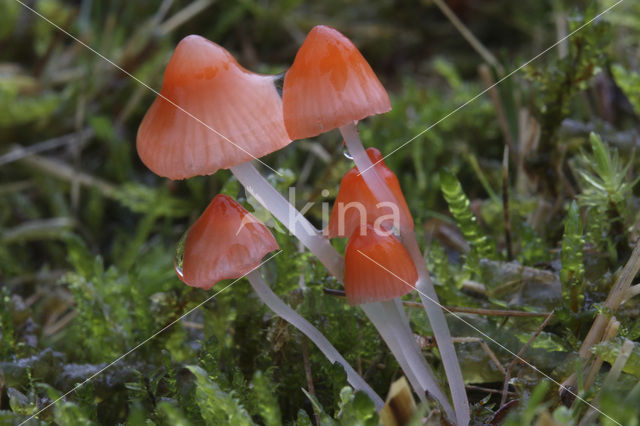 Adonismycena (Mycena adonis)