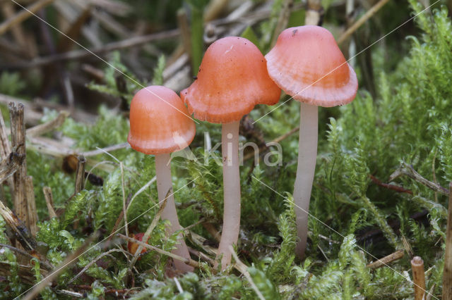 Scarlet bonnet (Mycena adonis)