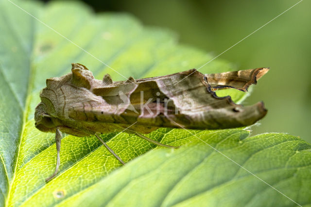 Agaatvlinder (Phlogophora meticulosa)