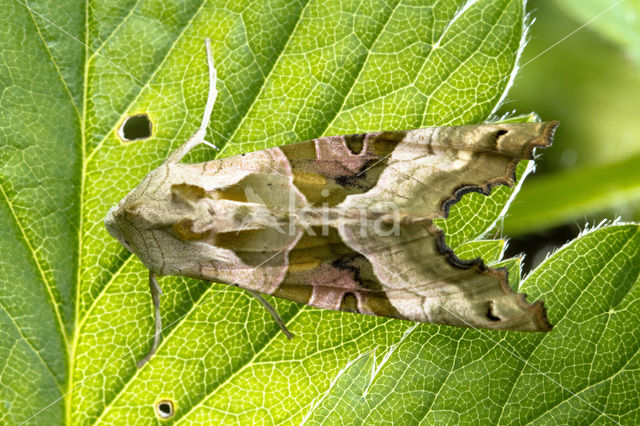 Angle Shades (Phlogophora meticulosa)