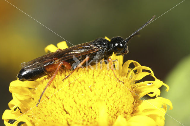 Allantus calceatus