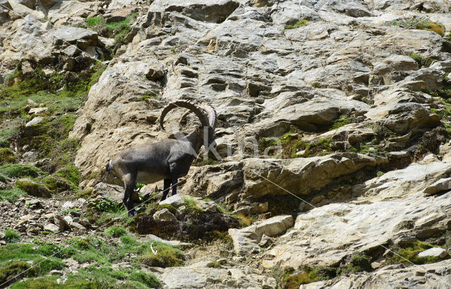 Alpen Steenbok (Capra ibex)