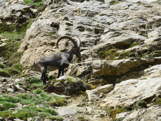 Alpen Steenbok (Capra ibex)