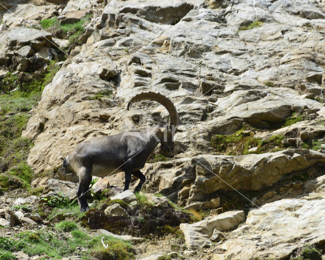 Alpen Steenbok (Capra ibex)