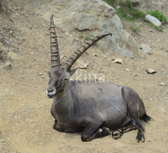 Alpen Steenbok (Capra ibex)