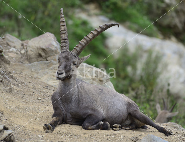 Alpen Steenbok (Capra ibex)