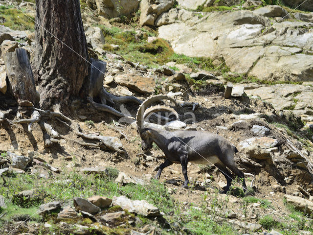 Alpen Steenbok (Capra ibex)