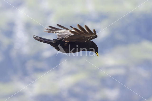 Yellow-billed Chough (Pyrrhocorax graculus)