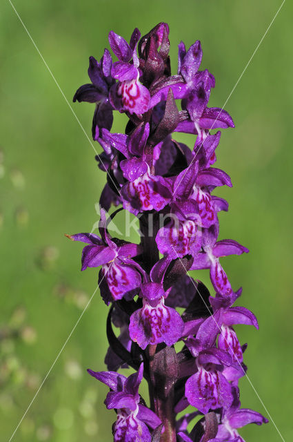 Broad-leaved marsh orchid (Dactylorhiza majalis subsp. alpestris)