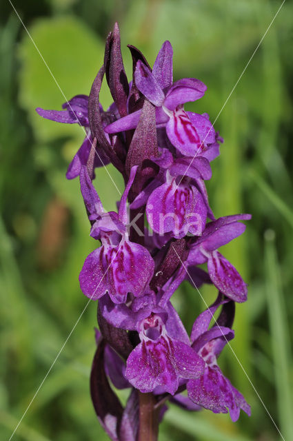 Broad-leaved marsh orchid (Dactylorhiza majalis subsp. alpestris)