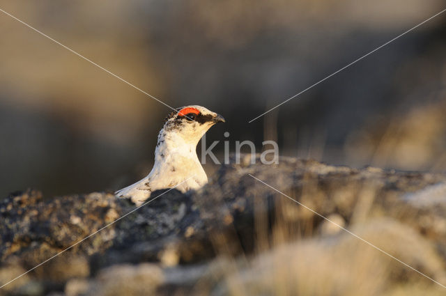 Alpensneeuwhoen (Lagopus muta)